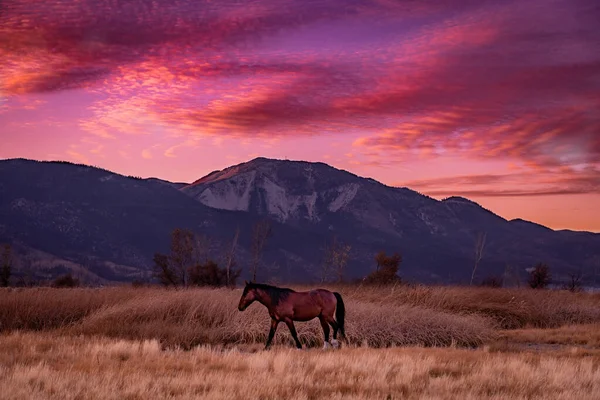 Величественная Коричневая Лошадь Поле Время Завораживающего Заката — стоковое фото