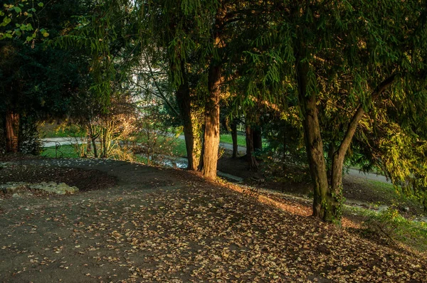 Naturskön Utsikt Över Park Med Grönskande Träd Och Vegetation Hösten — Stockfoto