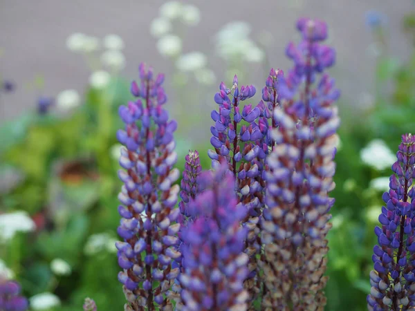 Een Ondiepe Focus Shot Van Mooie Lavendel Bloemen — Stockfoto