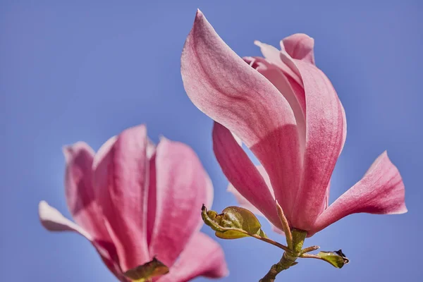 Tiro Close Flores Cor Rosa Magnolia Florescendo Galho Árvore Contra — Fotografia de Stock