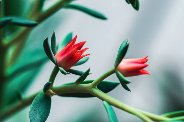 Eine Nahaufnahme Von Roten Sedum Blumen — Stockfoto