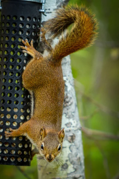 A vertical shot of a red-tailed squirrel trying to steal bird feed ,on a blurry background