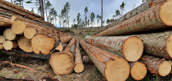 Close Logs Corte Empilhados Uma Floresta — Fotografia de Stock