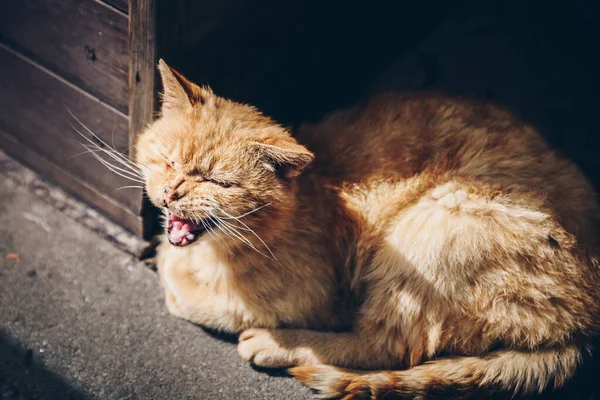 ドアの近くに座っているアナトリア猫のクローズアップショット — ストック写真