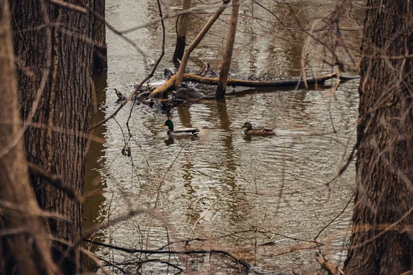 Dos Hermosos Gansos Brent Nadando Lago Nevado Kent Trails Michigan —  Fotos de Stock