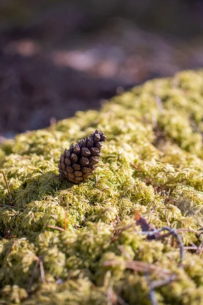 Eine Nahaufnahme Eines Kegels Auf Einem Bemoosten Baum — Stockfoto