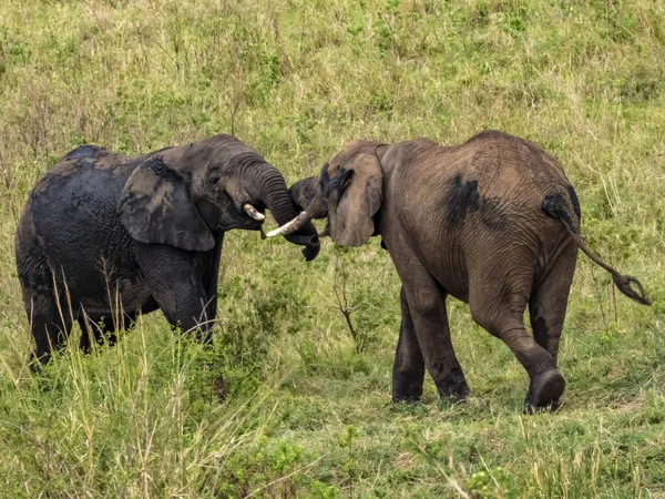 Dois Adoráveis Elefantes Abraçam Parque Nacional Serengeti Tanzânia — Fotografia de Stock
