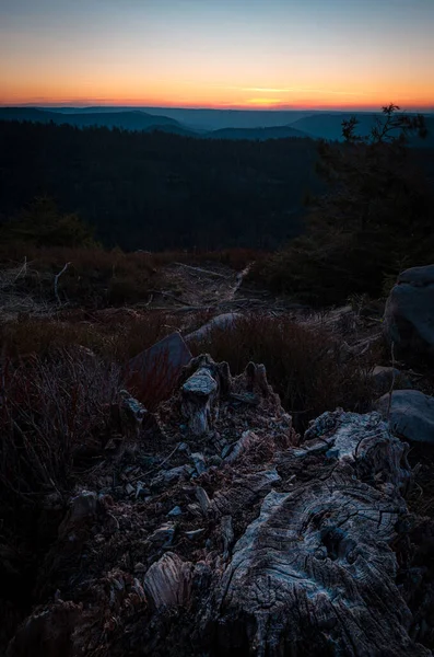 Nahaufnahme Eines Alten Baumes Einem Wald Bei Malerischem Sonnenuntergang — Stockfoto