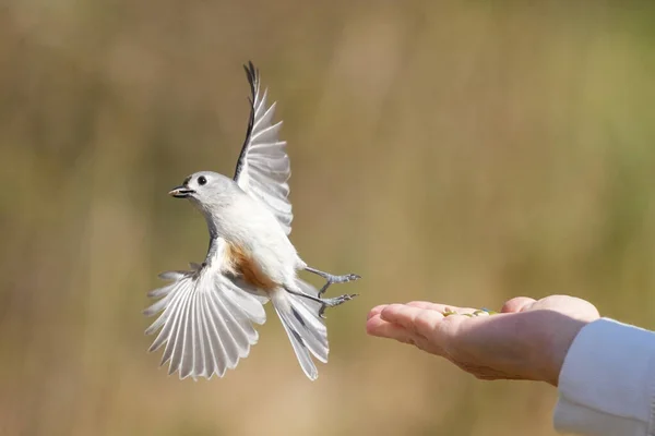 Eine Selektive Hand Mit Samen Füttert Einen Vogel — Stockfoto