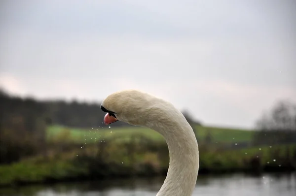 Portrait Mute Swan Water Drops Mouth Looking Side — Stock Photo, Image