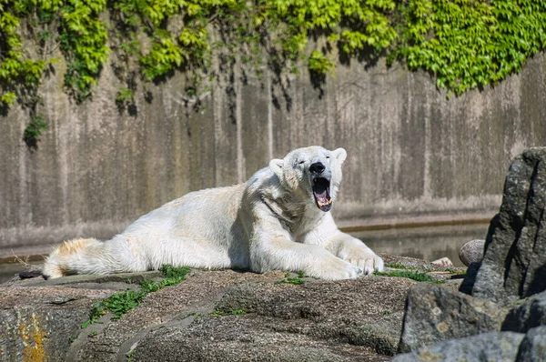 柏林动物园里一只北极熊的特写镜头 — 图库照片