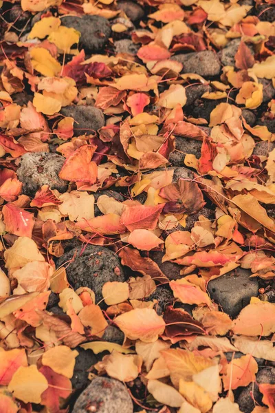 Pionowy Rzut Kamieni Kolorowych Liści Ziemi Jesienią — Zdjęcie stockowe