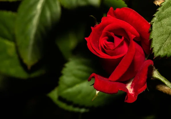 Closeup Red Rose Growing Garden — Stock Photo, Image