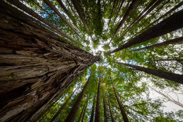 Low Angle Green Trees Californian Redwood Forest Blue Cloudy Sky — Stock Photo, Image