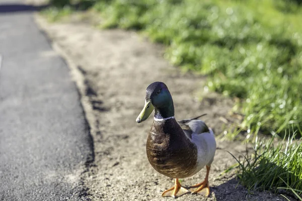 Canard Colvert Marchant Long Sentier — Photo