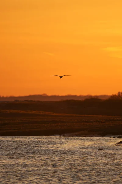 Die Silhouette Eines Fliegenden Vogels Über Einem See Bei Sonnenuntergang — Stockfoto