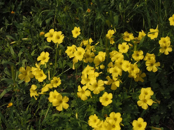 Primer Plano Flores Potencilla Amarillas Floreciendo Campo —  Fotos de Stock