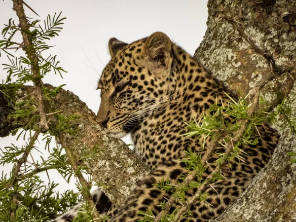 Egy Gyönyörű Leopárd Szafarin Serengeti Nemzeti Parkban Tanzániában — Stock Fotó