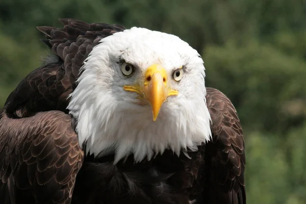 Closeup Shot Bald Eagle Blurry Background — Stock Photo, Image