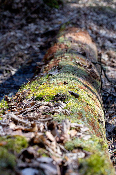 A closeup of a textured tree bark under sunlight