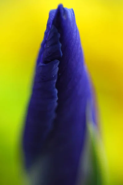 Vertical Closeup Partially Blurred Blue Flower — Stock Photo, Image