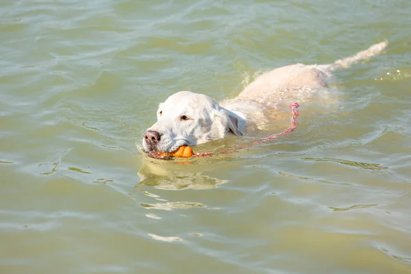 Ein Niedlicher Labrador Retriever Schwimmt Mit Einem Spielzeug Maul Grünen — Stockfoto