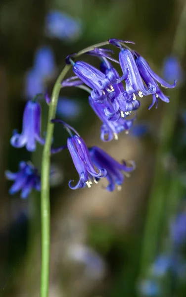 Pionowe Zbliżenie Ujęcie Pięknego Bluebell Polu — Zdjęcie stockowe