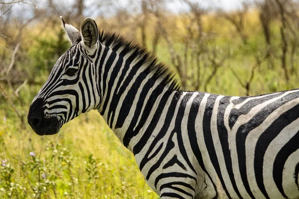 Beautiful Zebra Safari Serengeti National Park Tanzania — Stock Photo, Image