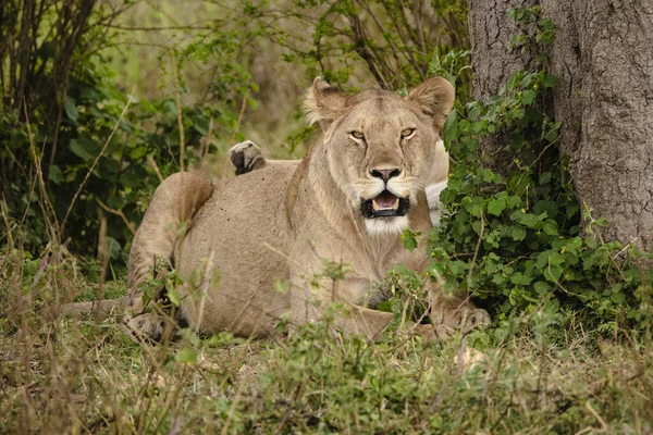 Uma Leoa Deitada Grama Rugindo Para Câmera Safari Parque Nacional — Fotografia de Stock