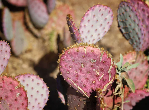 Primer Plano Nopal Púrpura Jardín —  Fotos de Stock