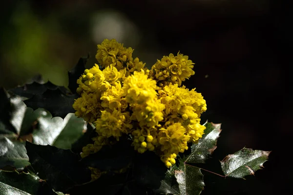 Eine Nahaufnahme Mahonia Stechpalme Mit Gelben Blütenblättern Beleuchtet Mit Sonnenlicht — Stockfoto
