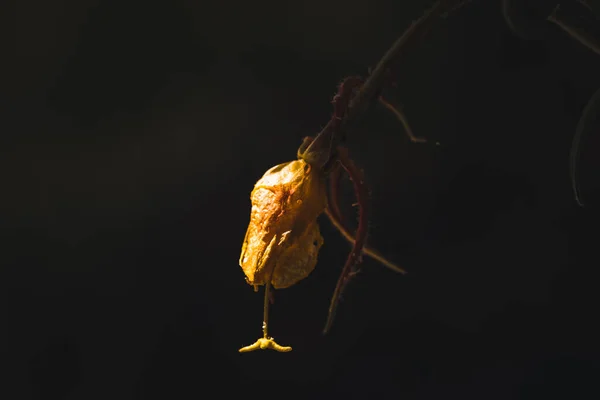 暗い背景がぼやけて晴れた日に庭で死んでいく黄色の花のクローズアップショット — ストック写真