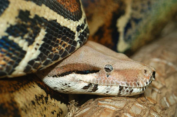 Porträt Einer Boa Constrictor Nahaufnahme — Stockfoto