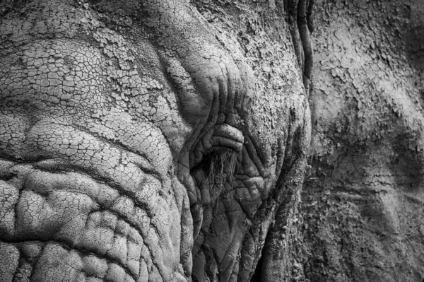 Nahaufnahme Eines Elefantenauges — Stockfoto