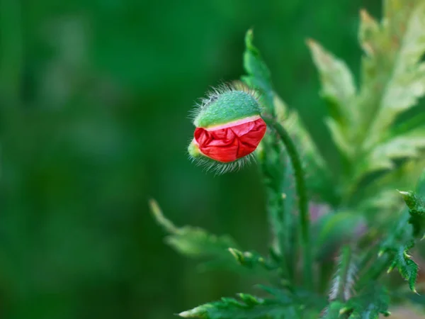 Beautiful Photo Poppy Bud — Stockfoto