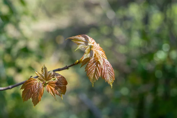 Young Sycamore Acer Pseudoplatanus Leaves Spring Sunshine — Stock Photo, Image