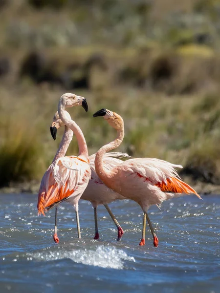 Селективный Фокус Трех Фламинго Озере — стоковое фото
