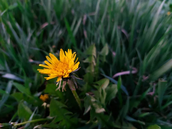 Eine Nahaufnahme Von Löwenzahn Taraxacum Officinale Blüht Auf Einem Feld — Stockfoto