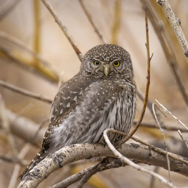 Nordlig Pygméuggla Glaucidium Cand Nicum Sittande Träd Colorado Usa — Stockfoto