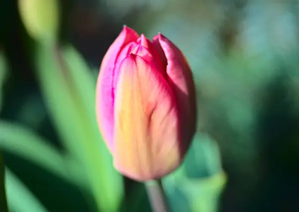 Primer Plano Tulipán Jardín Rosa Sobre Fondo Borroso — Foto de Stock