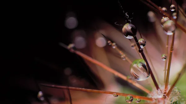 在黑暗的背景下 用布满水滴的仙人掌针拍摄的宏观照片 — 图库照片