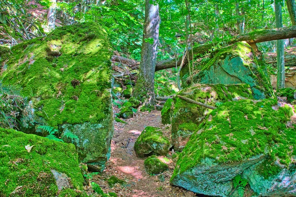Belo Tiro Uma Floresta Com Rochas Musgosas Verdes Primavera — Fotografia de Stock