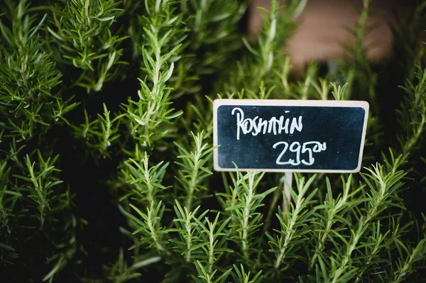 市場で成長しているローズマリー植物のクローズアップショット — ストック写真