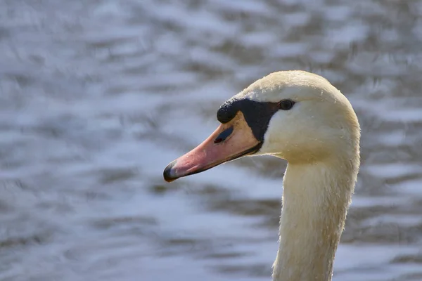Uma Foto Close Rosto Cisne Branco Contra Fundo Lago Embaçado — Fotografia de Stock