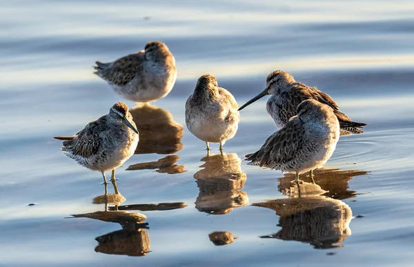 Closeup Shot Red Knot Birds Nature Feathers Reflecting Blue Water — Stock Photo, Image