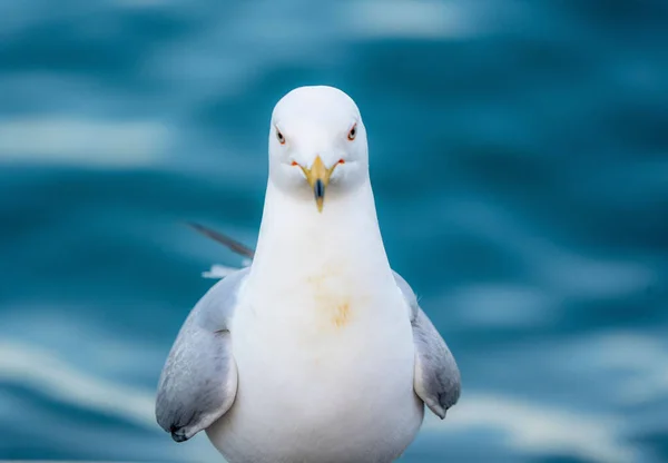 Retrato Close Uma Gaivota Contra Mar Azul — Fotografia de Stock