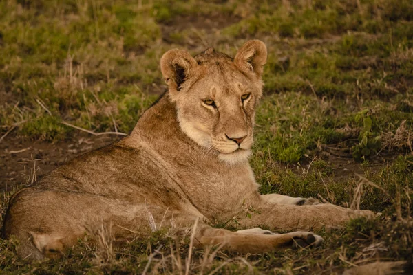 Une Lionne Allongée Sur Herbe Regardant Autour Dans Safari Dans — Photo