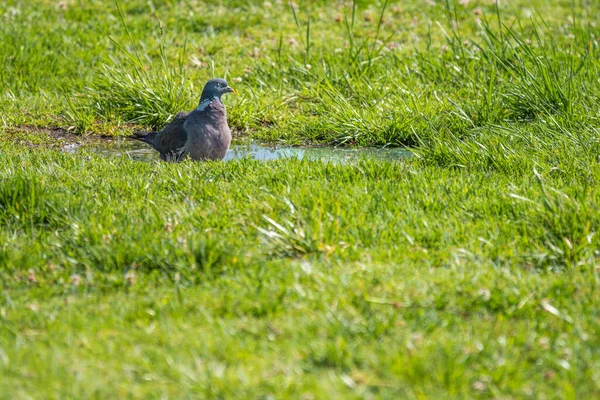 Eine Niedliche Stadttaube Trinkt Wasser Auf Dem Gras — Stockfoto