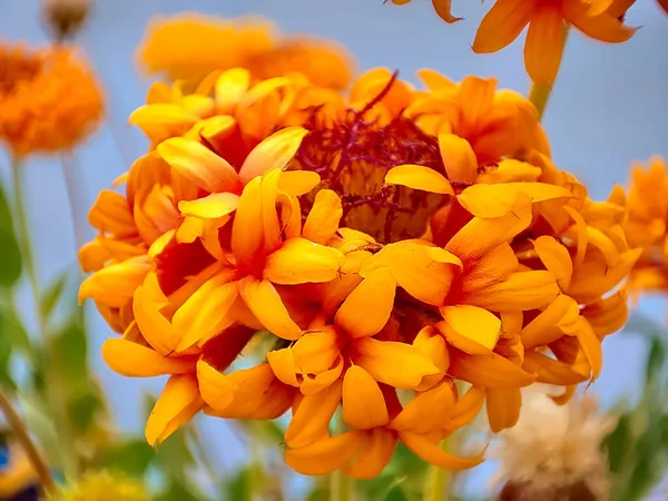 Bulanık Arkaplanda Çiçek Açan Gaillardia Pulchella Çiçeğinin Yakın Plan Çekimi — Stok fotoğraf