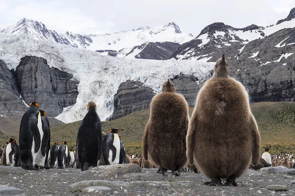 Flock King Pingviner Med Kycklingar Stenig Mark Mot Snötäckta Berg — Stockfoto